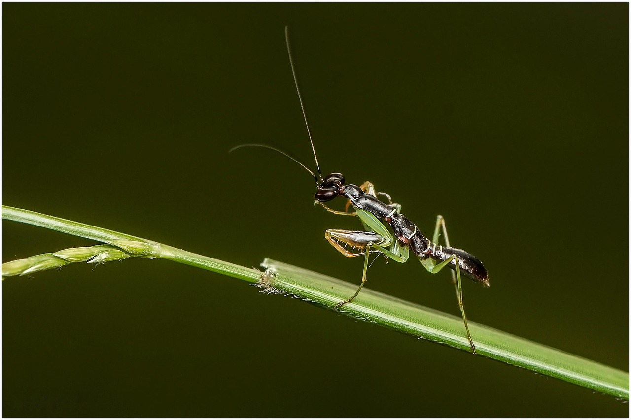 威廉希尔官网-昆虫蛋白食品研发