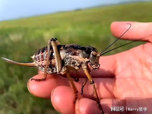 野外昆虫食用危机：内蒙古男子误食“油拉罐子”遭急性肠胃炎