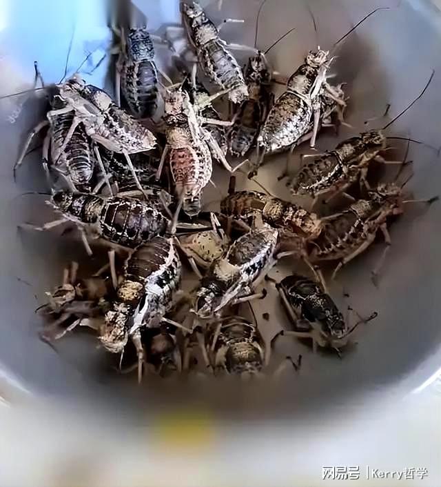 野外昆虫食用危机：内蒙古男子误食“油拉罐子”遭急性肠胃炎(图2)