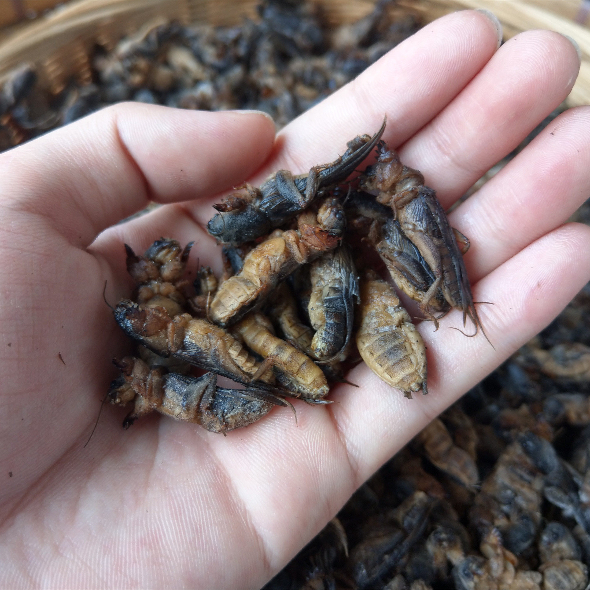 今天起新加坡这16种昆虫类食品要上桌了！(图1)