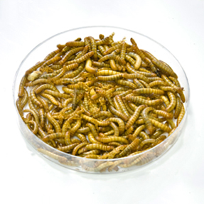 北京下死命令了！2027年底前所有中小学必须一律取消！(图1)