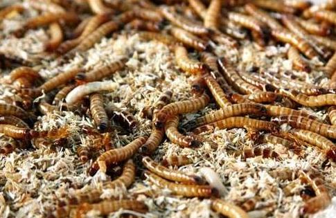 面包虫批发哪个有保障(图1)