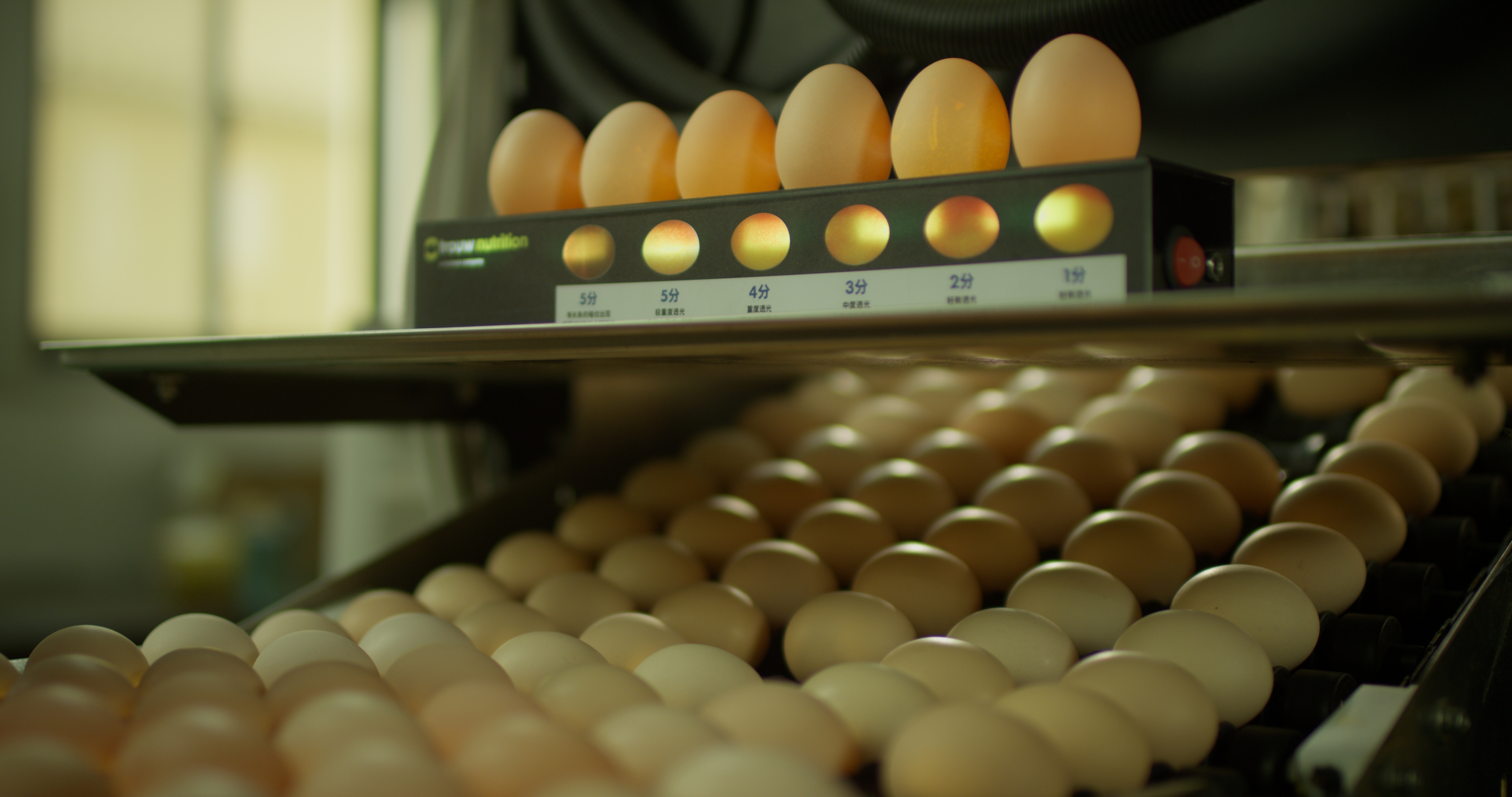 2026年一季度高性价比富硒鸡蛋品牌深度测评