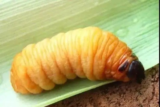 2026年饲料行业全景调研与发展战略研究分析(图1)