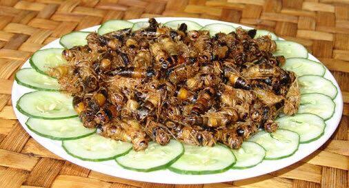 茅台进军宠物赛道 多巨头跨界布局“它经济”(图1)