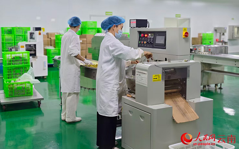 干热河谷里种出一片“甜”(图6)