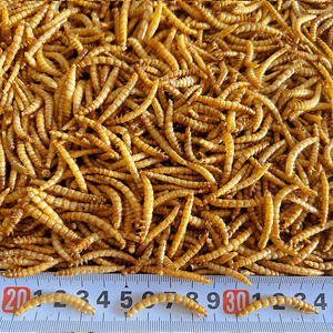 2026年中国大食物开发行业发展现状分析与投资趋势预测(图1)