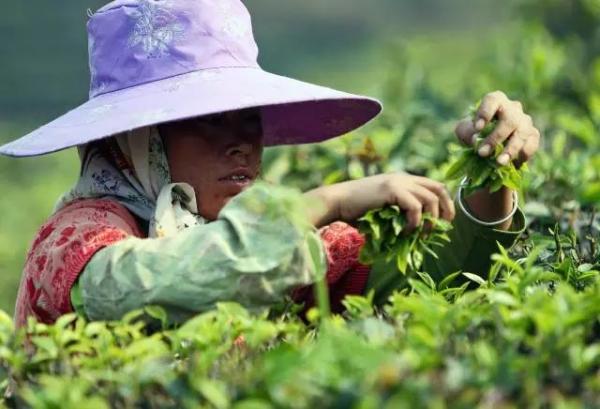 方舟子：全面反驳为普洱茶站台的“专家”们(图5)